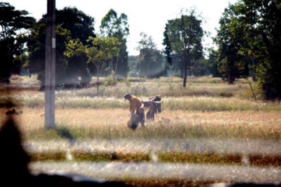 CAMPO (5)  LABRANZA